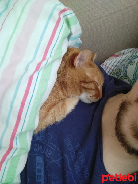 Sarman, Kedi  Rima fotoğrafı