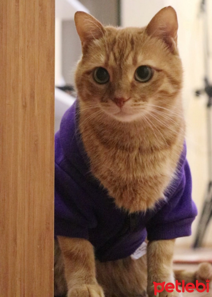 Sarman, Kedi  Rima fotoğrafı
