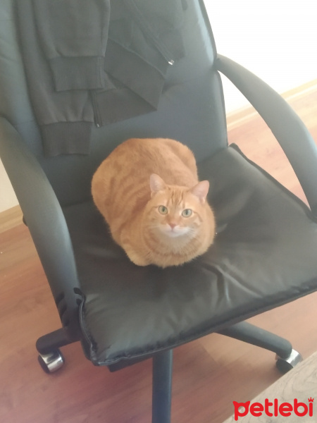 Sarman, Kedi  Rima fotoğrafı