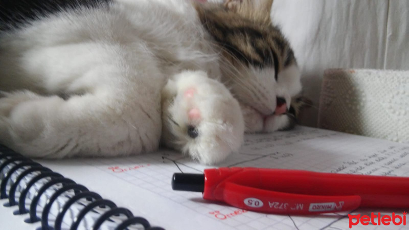 Tekir Kedi, Kedi  Pars fotoğrafı