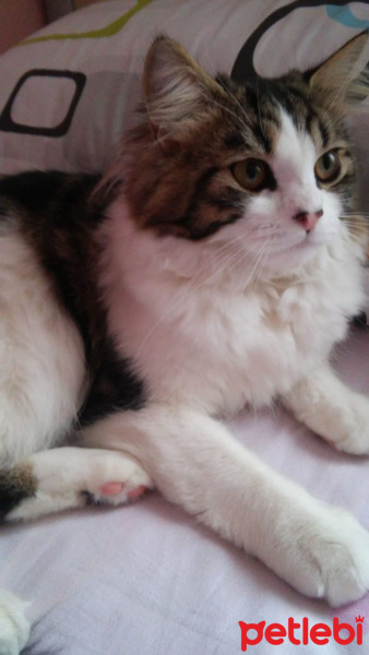 Tekir Kedi, Kedi  Pars fotoğrafı