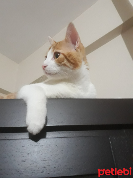 Tekir Kedi, Kedi  Mırnış fotoğrafı