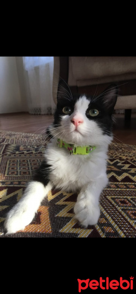 Tuxedo (Smokin) Kedi, Kedi  Şukufe fotoğrafı