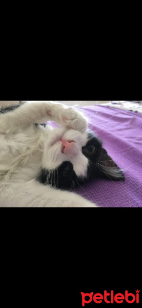 Tuxedo (Smokin) Kedi, Kedi  Şukufe fotoğrafı
