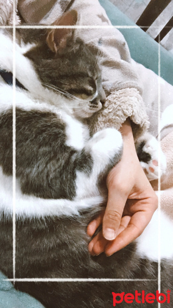 Tekir Kedi, Kedi  Gandalf fotoğrafı