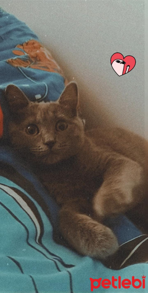 British Shorthair, Kedi  Arya fotoğrafı