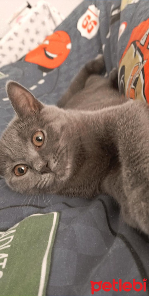 British Shorthair, Kedi  Arya fotoğrafı
