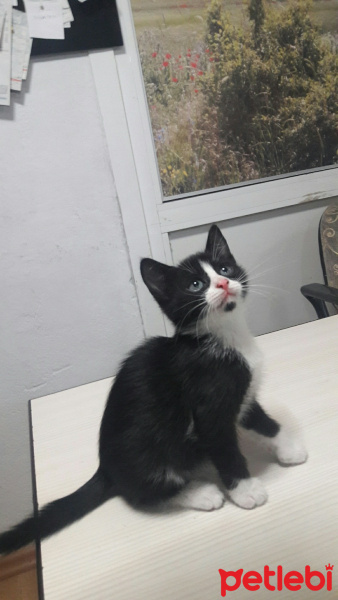 Tekir Kedi, Kedi  Tekir fotoğrafı