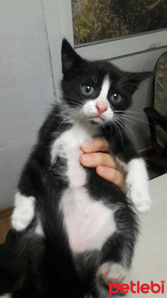 Tekir Kedi, Kedi  Tekir fotoğrafı