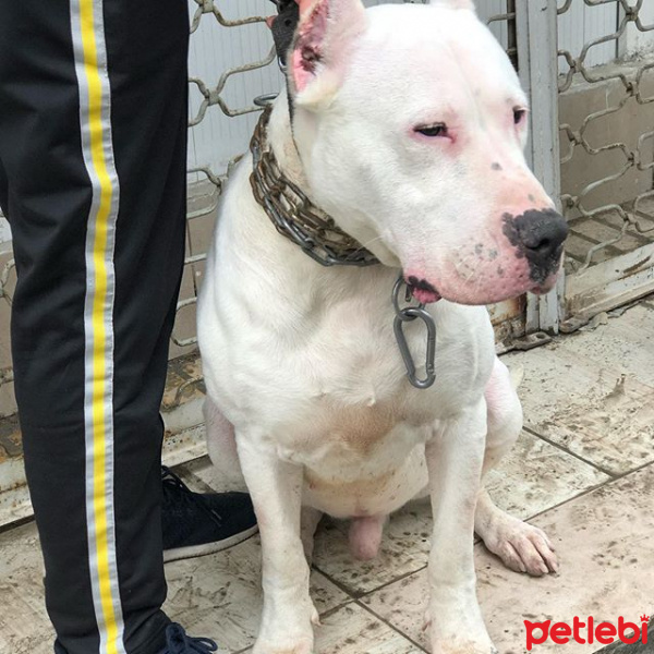 Dogo Arjantin, Köpek  Macar fotoğrafı