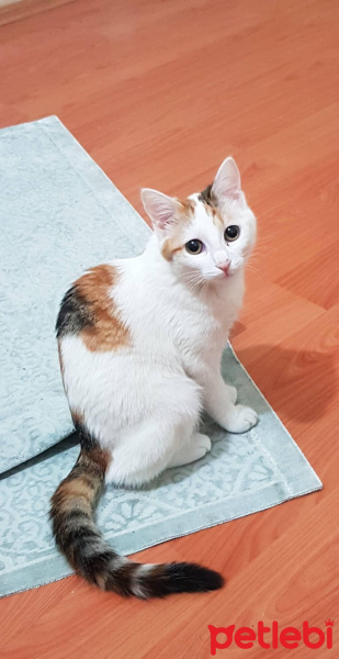 Tekir Kedi, Kedi  Ceku fotoğrafı