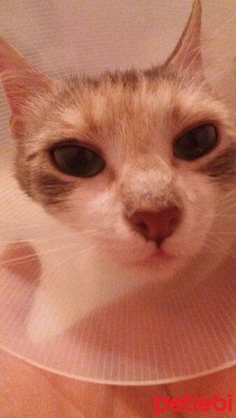 Tekir Kedi, Kedi  Mia fotoğrafı