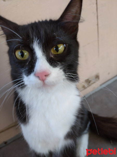 Soke, Kedi  Piraye fotoğrafı