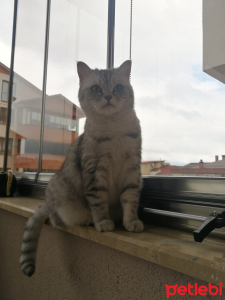 British Shorthair, Kedi  Çakıl fotoğrafı
