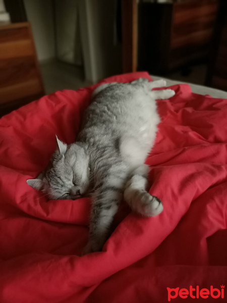 British Shorthair, Kedi  Çakıl fotoğrafı