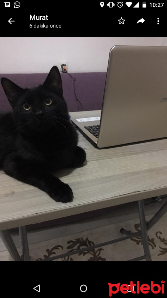Bombay, Kedi  Osman fotoğrafı