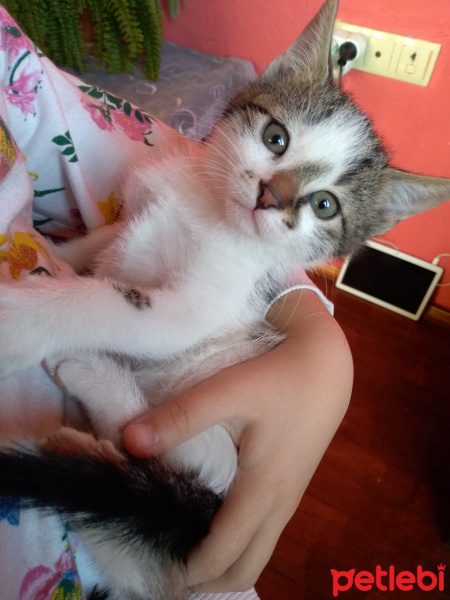 Tekir Kedi, Kedi  Yagmur ve boncuk fotoğrafı
