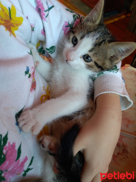 Tekir Kedi, Kedi  Yagmur ve boncuk fotoğrafı
