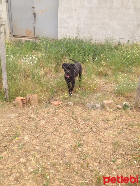 Cane Corso Italiano, Köpek  PAŞA fotoğrafı