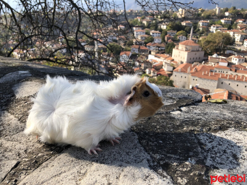 Guinea Pig, Kemirgen  Bıdık fotoğrafı