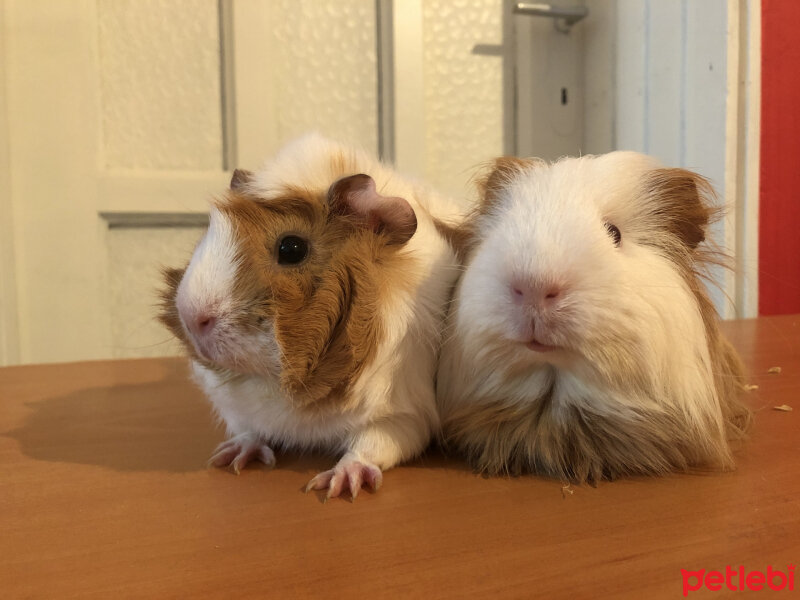 Guinea Pig, Kemirgen  Bıdık fotoğrafı