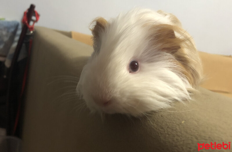 Guinea Pig, Kemirgen  Bıdık fotoğrafı