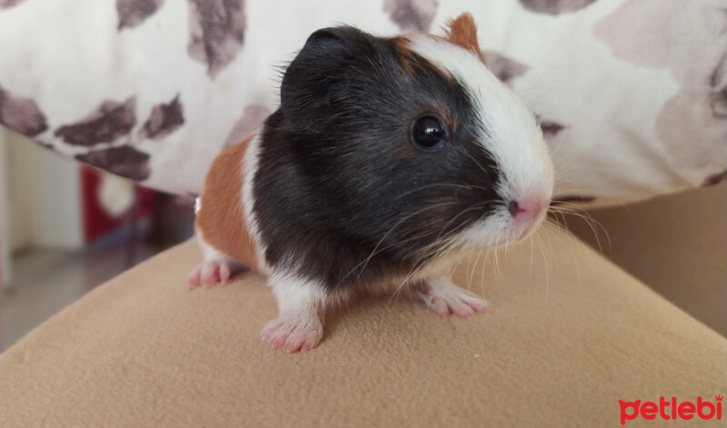 Guinea Pig, Kemirgen  Bıdık fotoğrafı