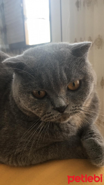 Scottish Fold, Kedi  Misha fotoğrafı
