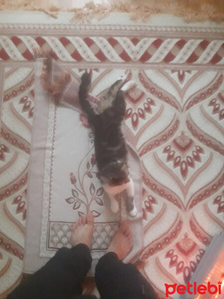 Tekir Kedi, Kedi  Komutan Logar fotoğrafı