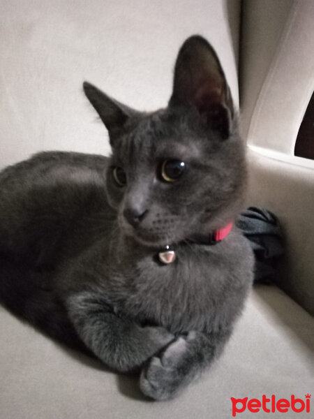 Scottish Fold, Kedi  Kuna fotoğrafı