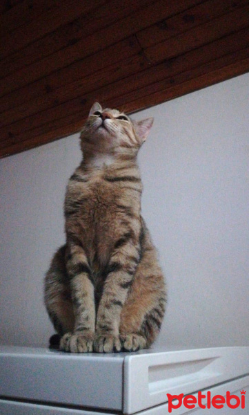 Tekir Kedi, Kedi  Badem fotoğrafı