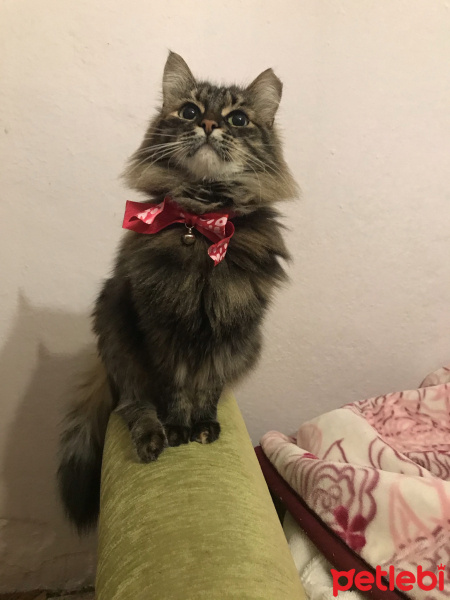 Norwegian Forest, Kedi  Mathilda fotoğrafı
