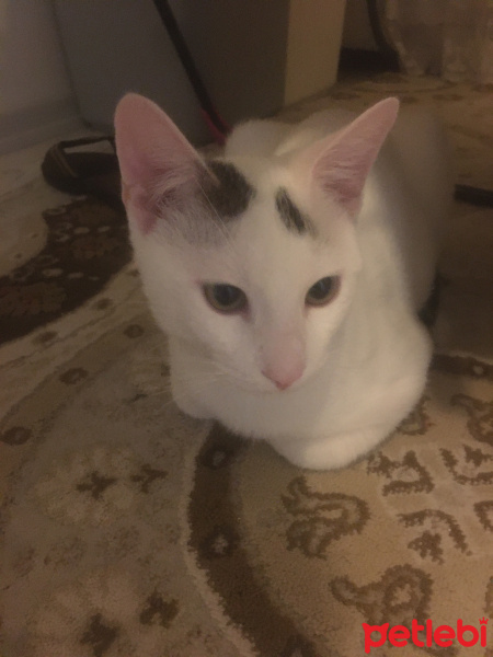 Tekir Kedi, Kedi  Aysa fotoğrafı