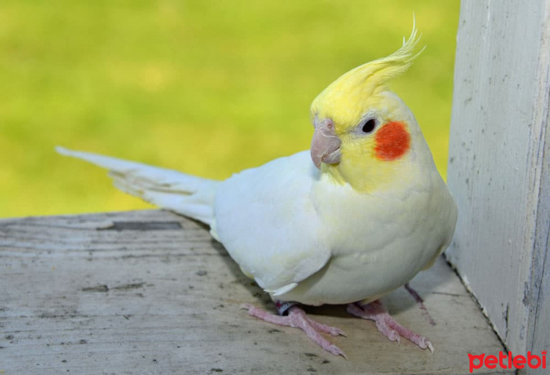 Papağan, Kuş  kral fotoğrafı