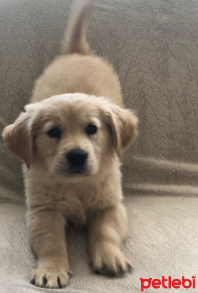 Golden Retriever, Köpek  Max fotoğrafı