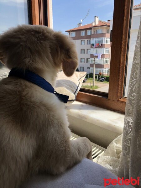 Golden Retriever, Köpek  Max fotoğrafı