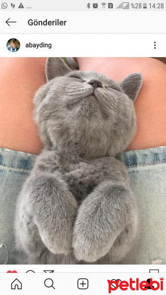 British Shorthair, Kedi  Maya fotoğrafı