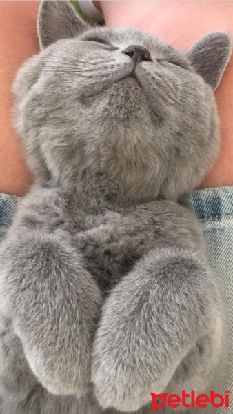 British Shorthair, Kedi  Maya fotoğrafı