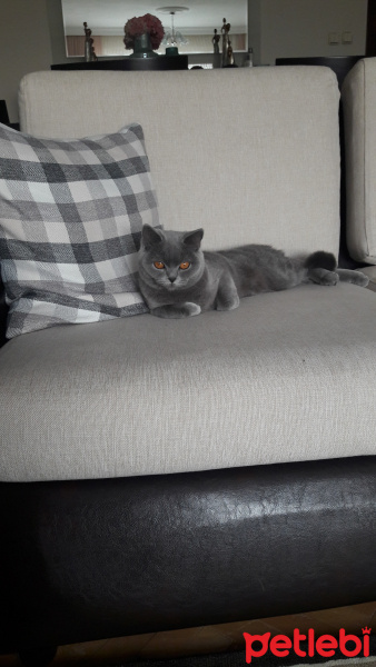British Shorthair, Kedi  Maya fotoğrafı