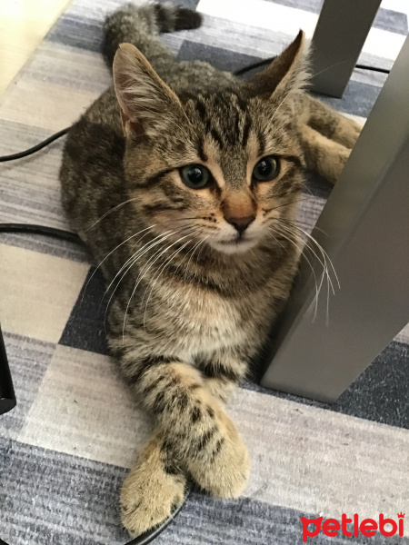 Tekir Kedi, Kedi  BIZDIK fotoğrafı