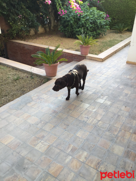 Labrador Retriever, Köpek  Coco fotoğrafı
