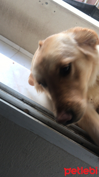 Golden Retriever, Köpek  Lili fotoğrafı