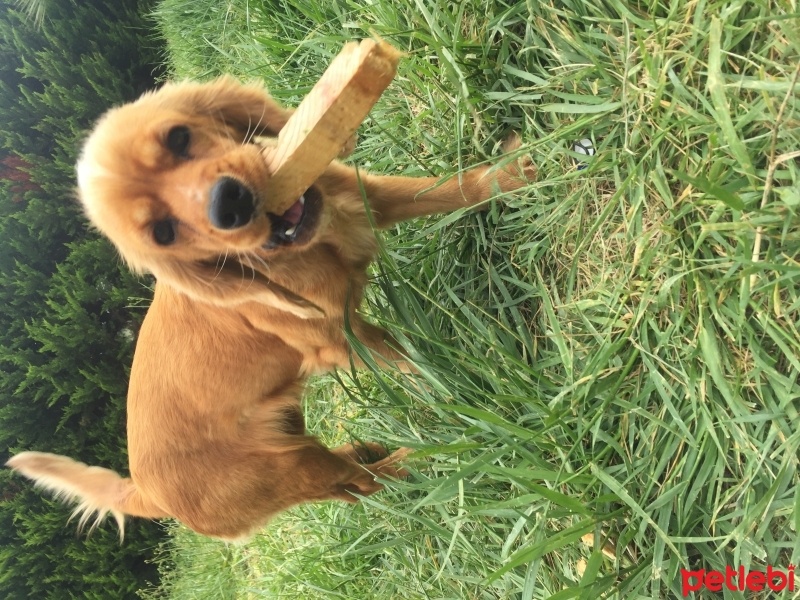 Amerikan Cocker Spaniel, Köpek  Maya fotoğrafı