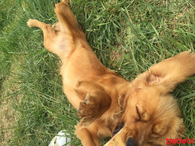 Amerikan Cocker Spaniel, Köpek  Maya fotoğrafı