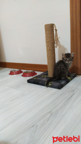 Tekir Kedi, Kedi  3 haftalık kedi fotoğrafı