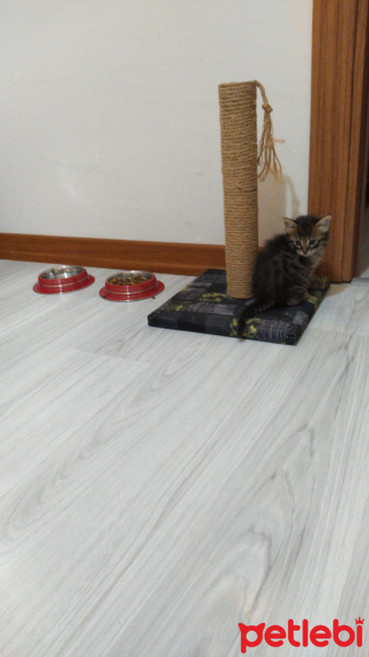 Tekir Kedi, Kedi  3 haftalık kedi fotoğrafı