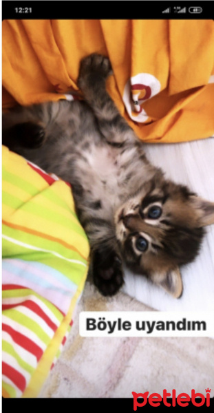 Tekir Kedi, Kedi  3 haftalık kedi fotoğrafı