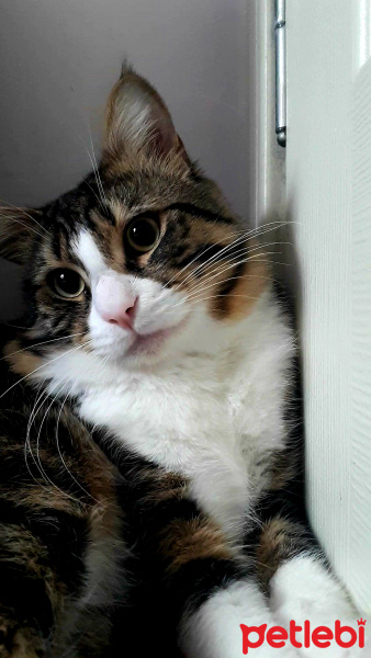 Tekir Kedi, Kedi  Gofret fotoğrafı