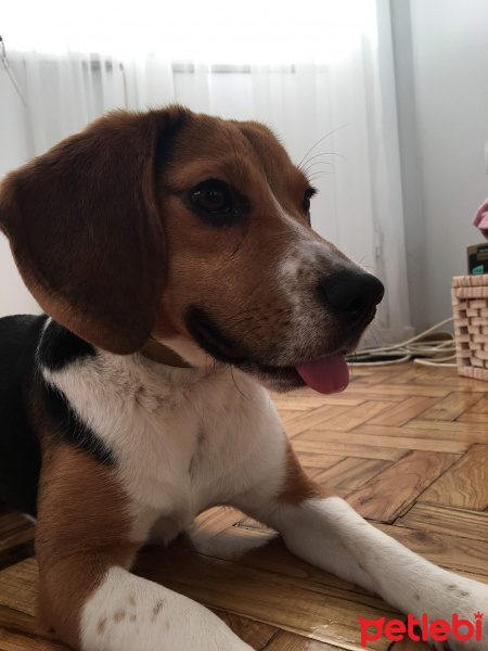 Beagle, Köpek  Bonnie fotoğrafı