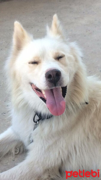 Sibirya Kurdu (Husky), Köpek  Angel fotoğrafı